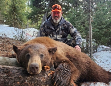 A spring black bear hunter in Wyoming poses with his cinnamon colored bear in the trees on a bed of snow.